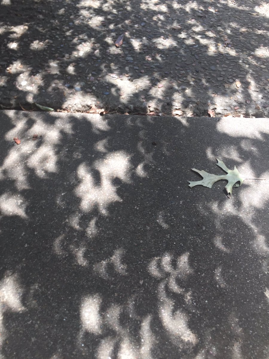 PhilJankowski's tweet photo. Trees leaves make crescent-shaped pin hole shadows during #SolarEclipse https://t.co/deLN8cnWK8