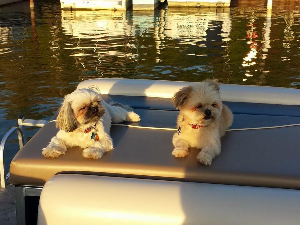 viaggiopontoon's tweet photo. Love our #MistyHarborDogs! Keep the pictures coming! #PontoonPup #MistyLife
β’
#MistyLife #Pontoons #Boats #BoatDogs #MistyHarbor #CuteDogs πΆ https://t.co/XRDCdO2Dji
