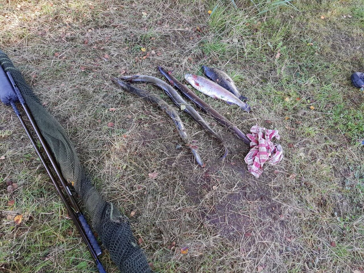AngelsportSH's tweet photo. So muss das! #fangwas
📍Dorotheental
🔸Danke an Achim für die Bilder
#angeln #fishing #aal #eel #forelle #trout https://t.co/rvsLlTdyYw