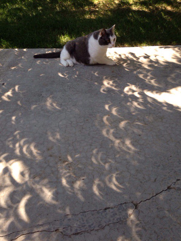 DougPetcash's tweet photo. My cat liked the cool eclipse shadows! #7eclipse https://t.co/5eGQimYfh4