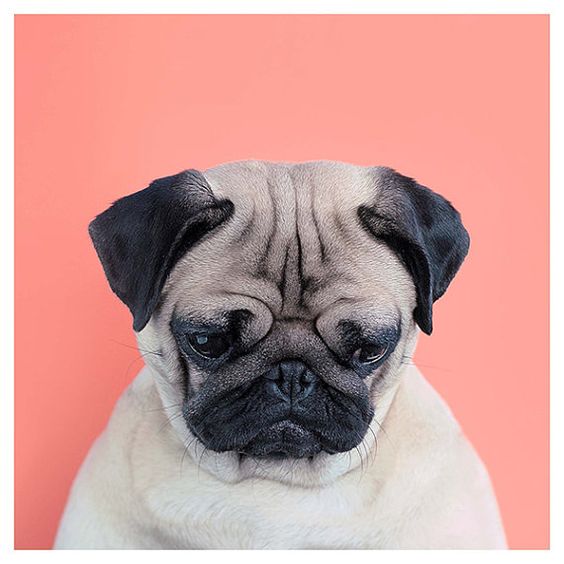 amyDogNews's tweet photo. When you realize that today is #Monday, and there is a whole week ahead #weekJustStarted #pug #dogs https://t.co/UJPzVgapky