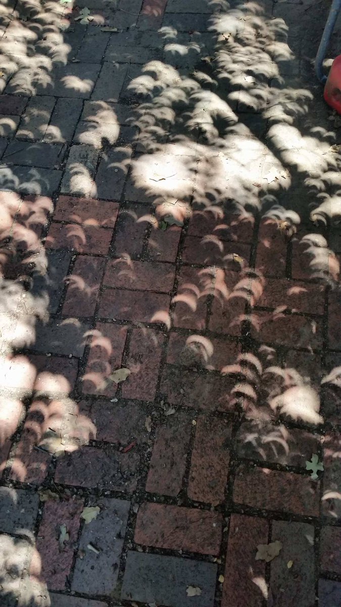 Veja o que acontece quando a luz do Eclipse passa entre as folhas das árvores Veja o que acontece quando a luz do Eclipse passa entre as folhas das árvores