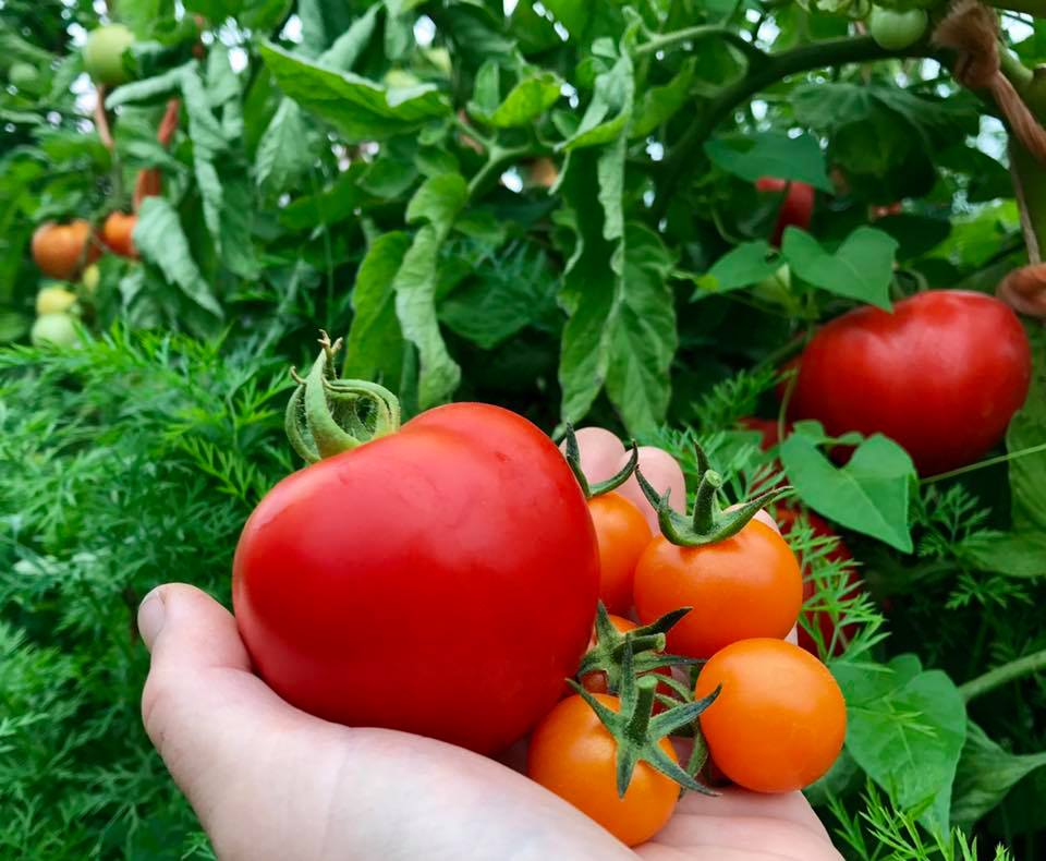 Tomato Sale at the <a href="/ykfarmersmarket/">YK Farmers Market</a> tomorrow from 5:15-7:15pm! Delicious #organic sungold and slicing tomatoes #nwtgrown #localfood #nwtag