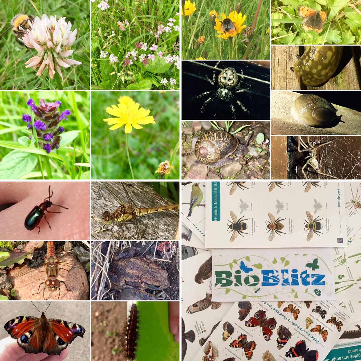 Fife_Zoo's tweet photo. 4hrs left of our #bioblitz2017! Check out some of the amazing species we've found so far! #biodiversity #wildlife #nativespecies #Scotland https://t.co/3ZwAfTVeU8