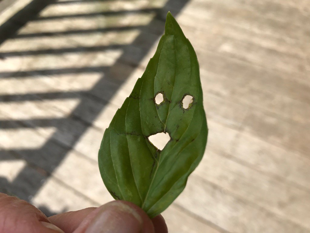 SchoolSunhouse's tweet photo. Basil leaf eclipse viewer. #eclipse #eclipseviewer #eatyourviewer https://t.co/UhkjBDwFHx