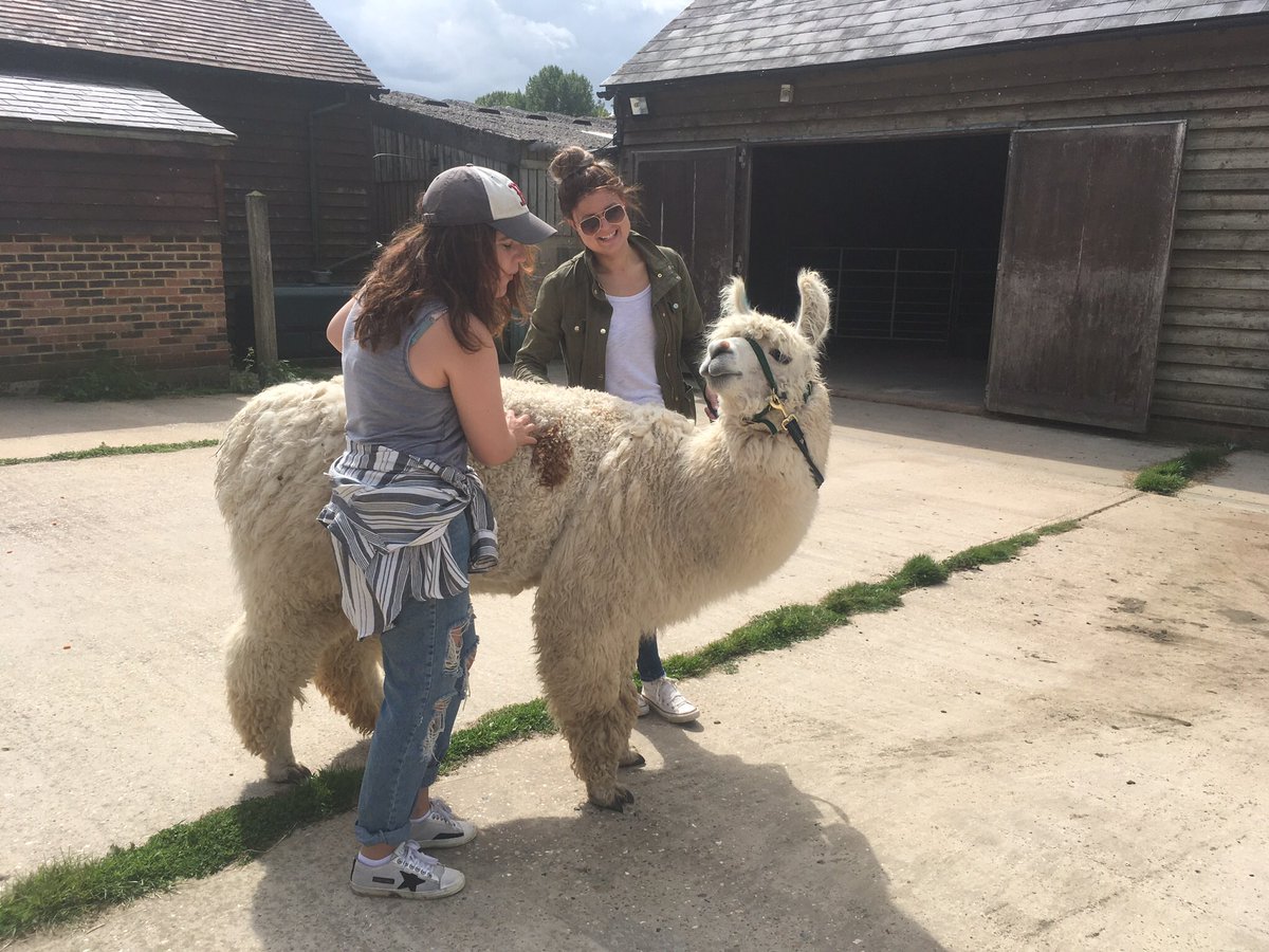 Alpacas4all's tweet image. Eron #llama never gets fed up having a good old #backscratch.