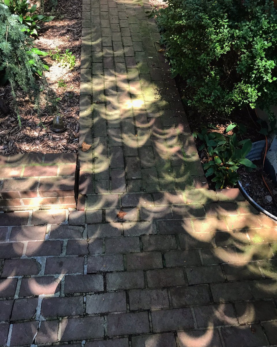 950Spartan's tweet photo. @LaRutaVerde  #RutaDelEclipse hermosas foto del eclipse vista de bajo de un arbol en https://t.co/m6ynikQTXM