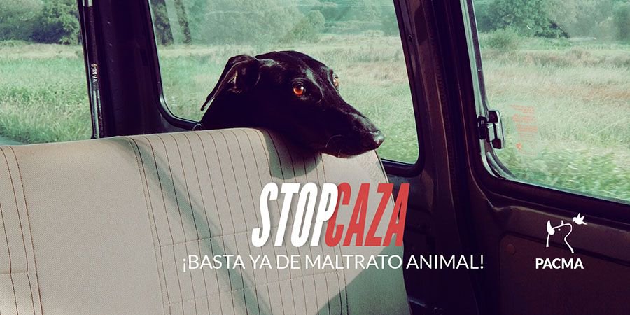 PartidoPACMA's tweet photo. 🐕 Desde PACMA exigimos una condena ejemplar para el cazador que dejó morir a nueve perros en un remolque a 40º 🌡️ https://t.co/BkKe0Towd6 https://t.co/SuySptZrJp