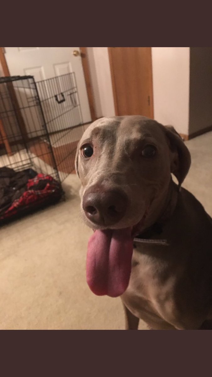 SDDogs1's tweet image. Molly, winner