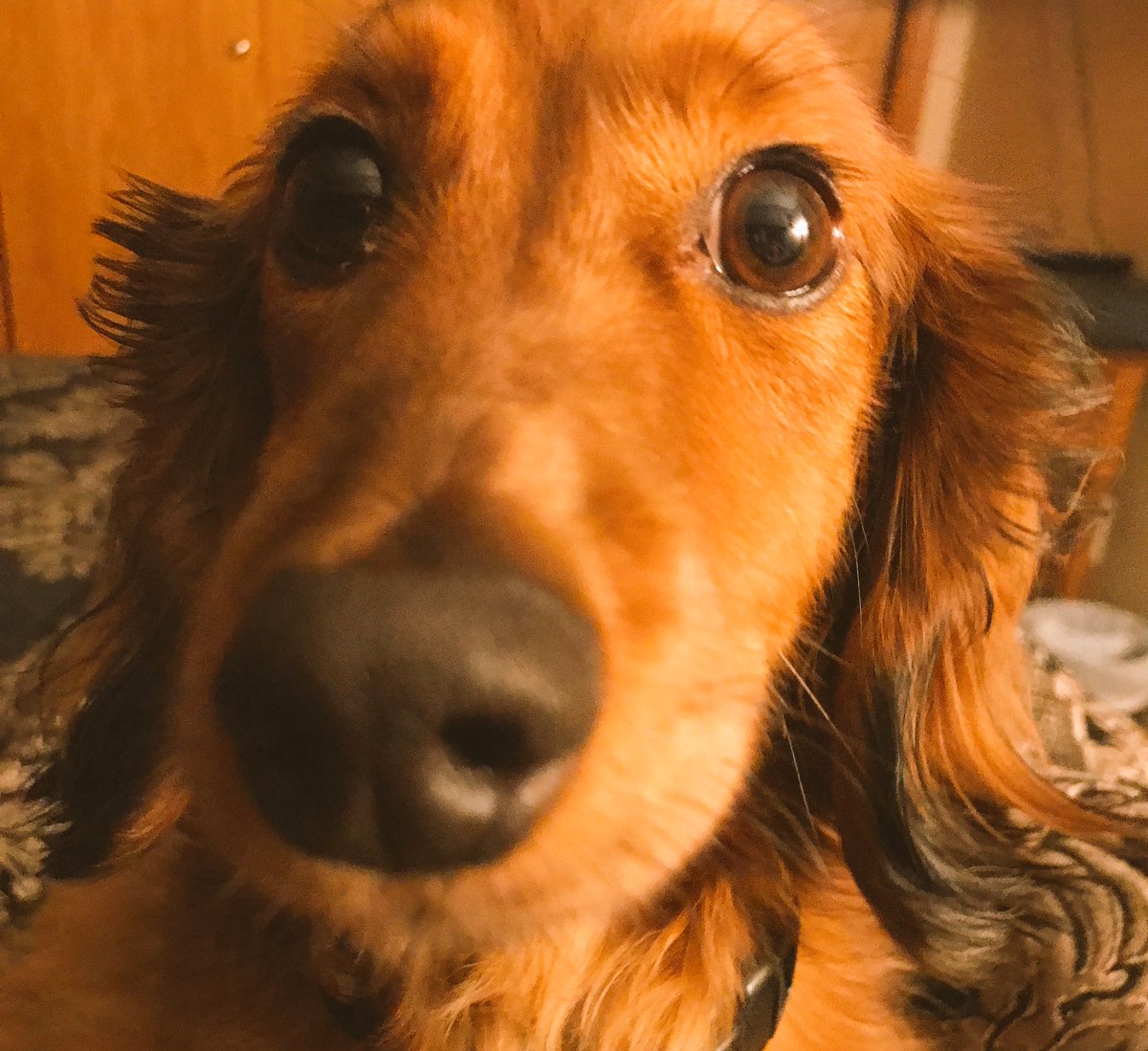 NancyWalker2's tweet image. @SDDogs1