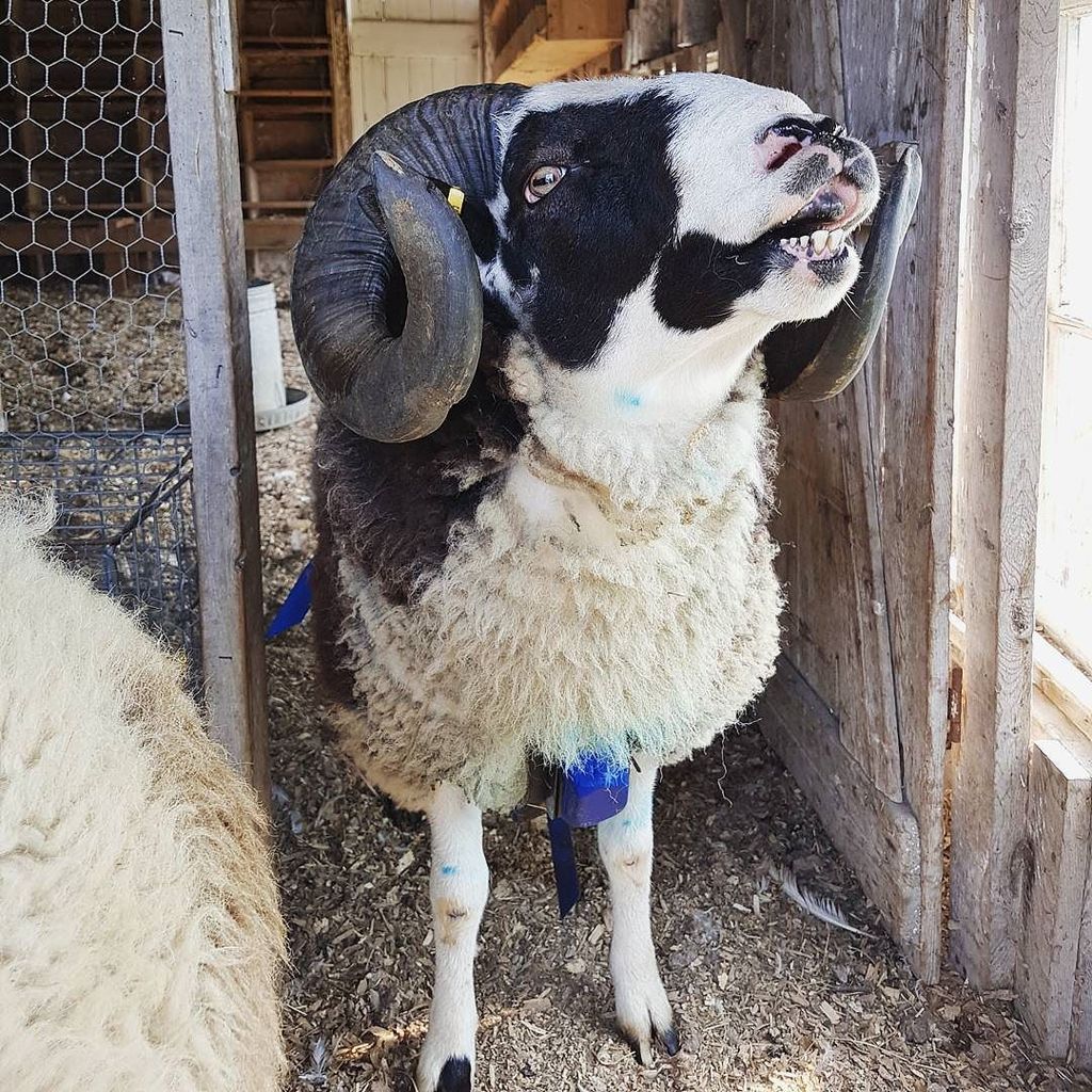 NesFarm's tweet photo. Stud.
#JacobSheep #Lamb18 #OntWool https://t.co/k8JgZzWTeM https://t.co/TTqzrGP6Xd