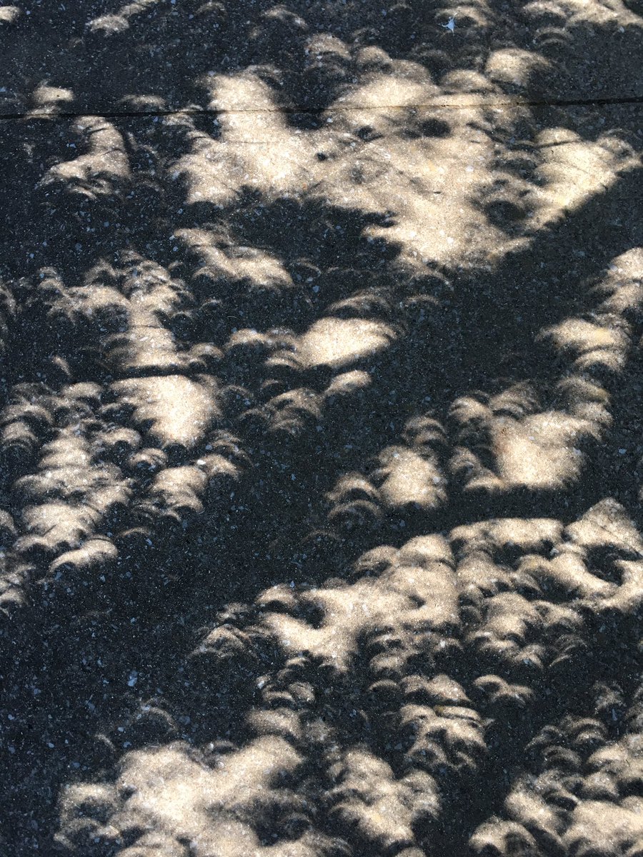 Crescent leaf shadows. #eclipse2017