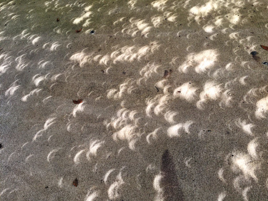 beger's tweet image. @beger: Hundreds of mini eclipses shining through tree leaves! #EclipseDay #Eclipse #SolarEclipse2017