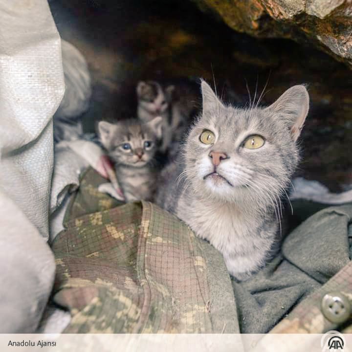 DeryaaOlmez's tweet photo. Mağarada buldukları kediler Mehmetçiğin
 'can dostu' oldu 🐈

#BirHisseMutluluk https://t.co/aLGCO7BdIn