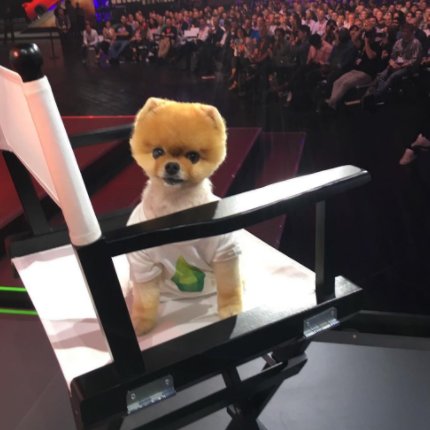 KaiBellvert's tweet image. No me jodas que el perro ese tiene una camiseta de Los Sims y yo no.... #Injusticia