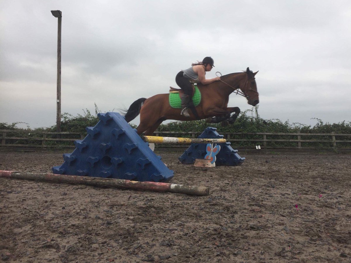 Irish_Tinker's tweet photo. Jumping Reg pre competition... https://t.co/bb7zb9OHRs