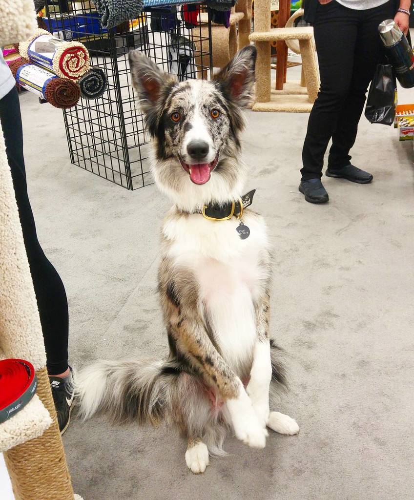 BnCPetGoods's tweet image. Stitch posing for us at the #PIJAC ExpoZoo trade show in Drummondville, Qc. Thank you @alexeetstitch ! ift.tt/2xmIgnz