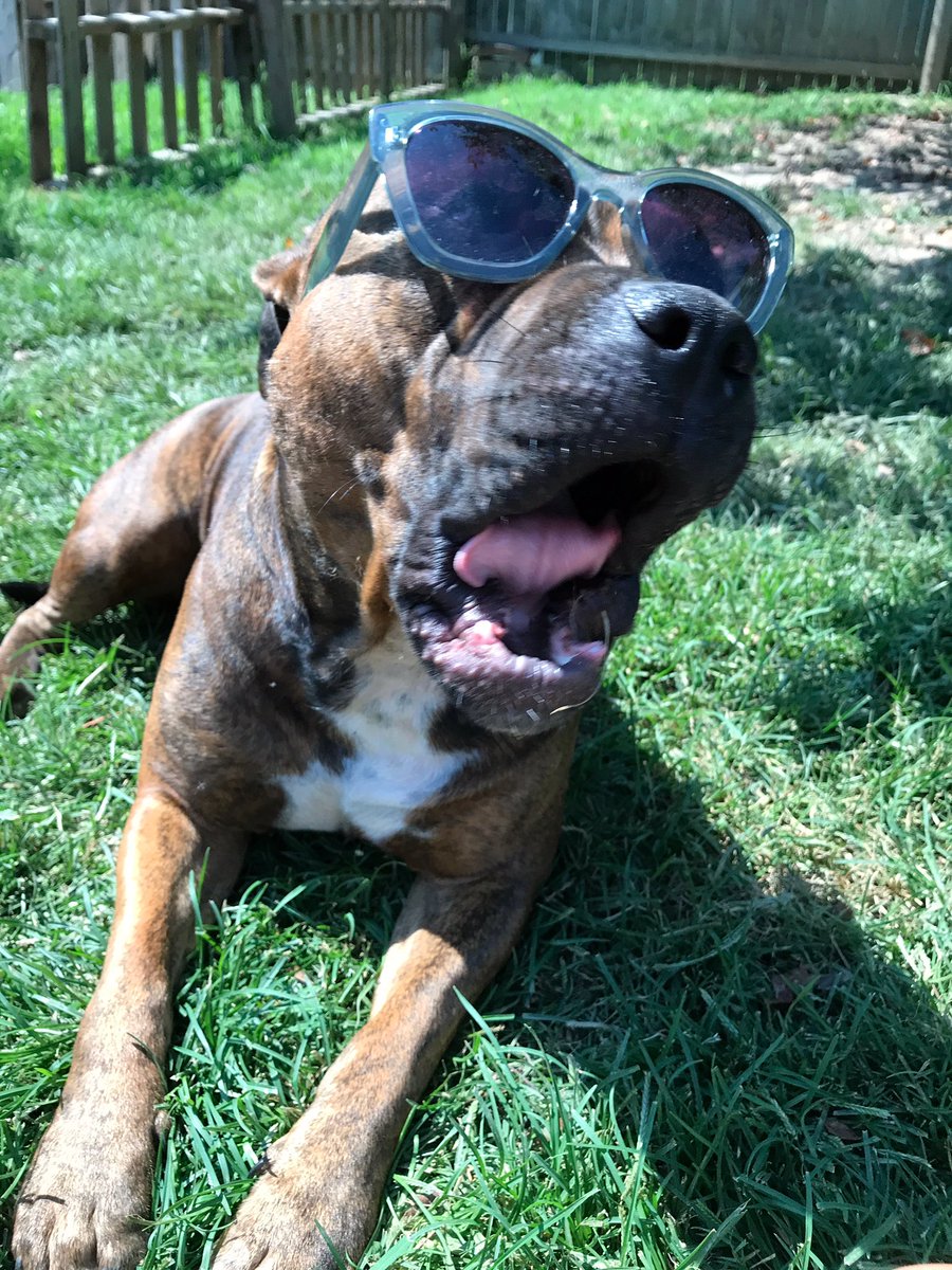 sam2hunter's tweet photo. my mother foreal put glasses on the dogs so they could see the solar eclipse. 😂 https://t.co/w3cOXXbpZz