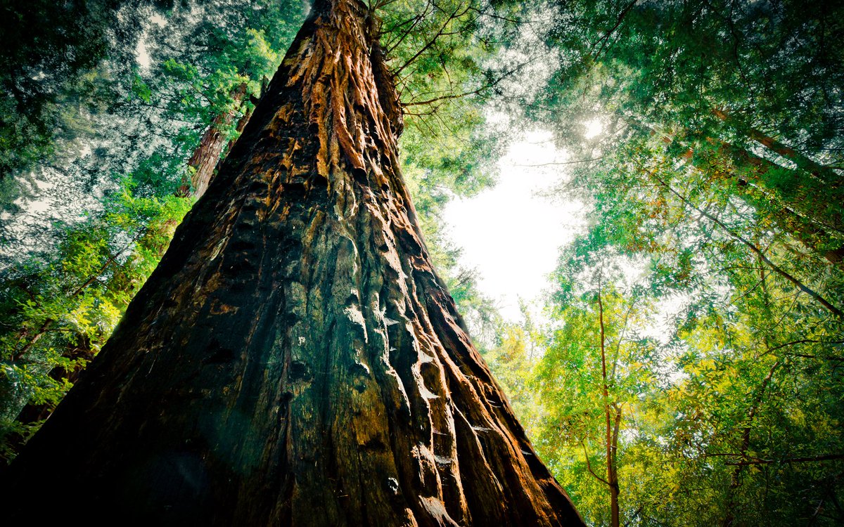 With all the hate, racism, and evil going on in the world right now take a second and forget all of it and enjoy this beautiful tree