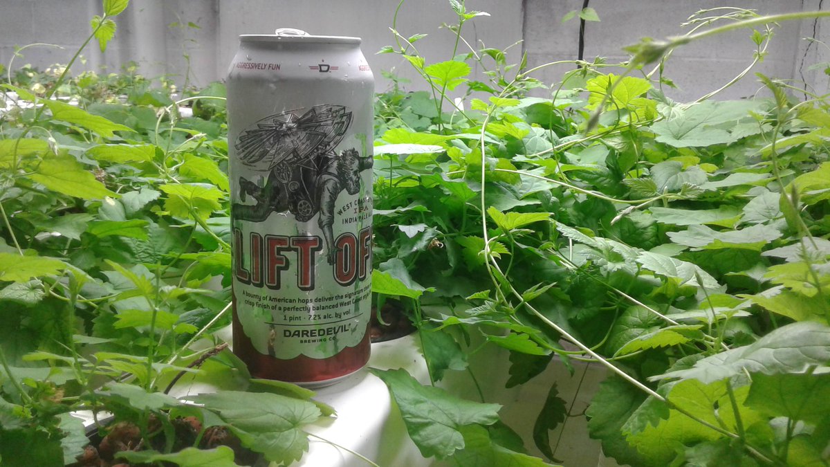 Growing fresh organic hops  <a href="/812farms/">Eight One Two Farms</a> <a href="/Hop_Haus_Int/">Todd Nash</a> <a href="/DaredevilBeer/">Daredevil Brewing Co</a> <a href="/TwistedCrewBrew/">Twisted Crew Brew Co</a> <a href="/joshualakins/">Josh Lakins</a> <a href="/srfhops/">Sandy Ridge Farms</a> @Joe66622844 <a href="/dlgibby6/">Delilah Brown</a>