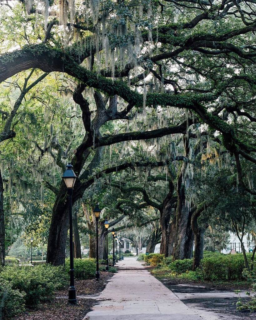VisitSavannah's tweet photo. Clear your mind by strolling beneath Spanish moss. #VisitSavannah [📸: @nschinco] https://t.co/Y75W71KVm3 https://t.co/5i8vzQfzx3