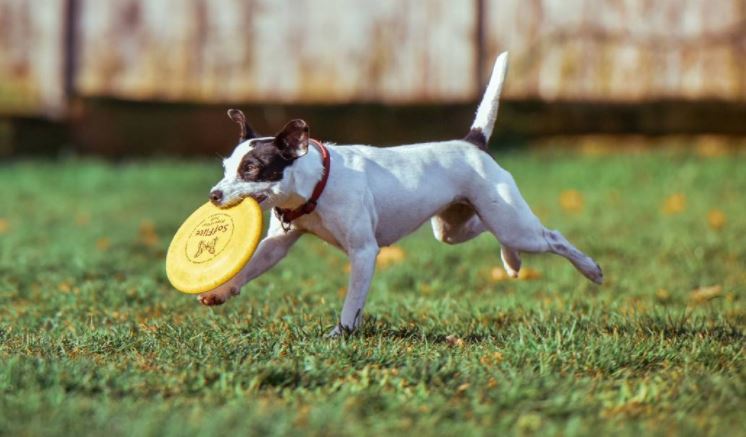 Barossa dog park dream could be helped along with a #FundMyNeighbourhood grant, writes <a href="/barossaherald/">Barossa Herald</a> bit.ly/2xm3HVU #SAcouncils