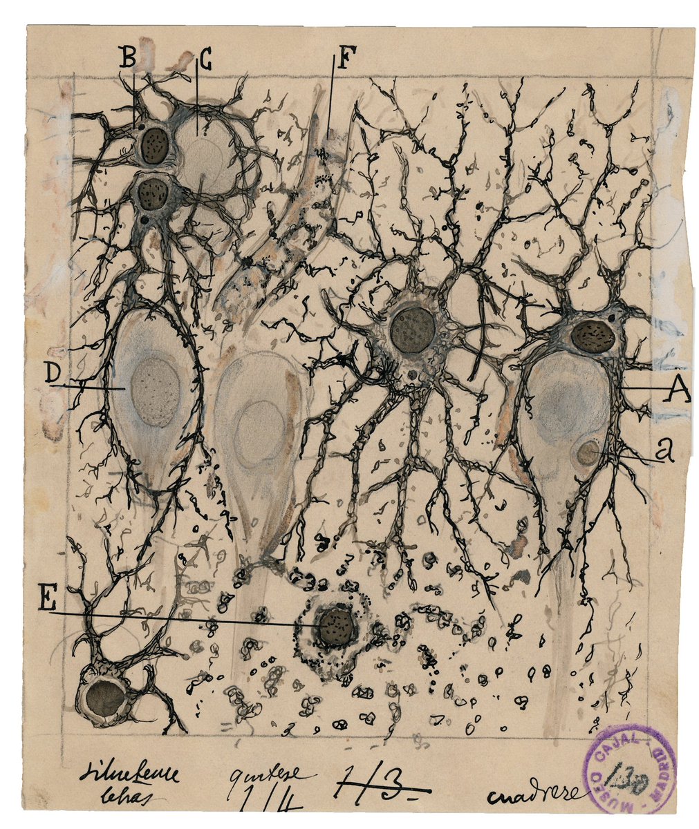 nybooks's tweet photo. Astrocytes in the hippocampus of the human brain: a 1912 drawing by the Spanish microscopist Santiago Ramón y Cajal https://t.co/iatkxZaUFB https://t.co/uRjvKm0BRB