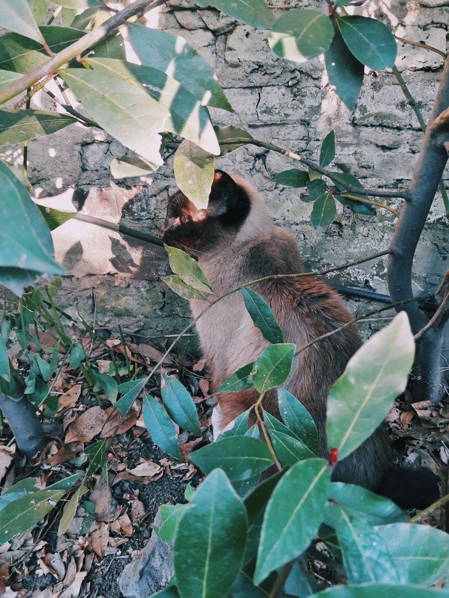 CelestePonce_'s tweet photo. 🐱📷 https://t.co/lZWhUma8dw