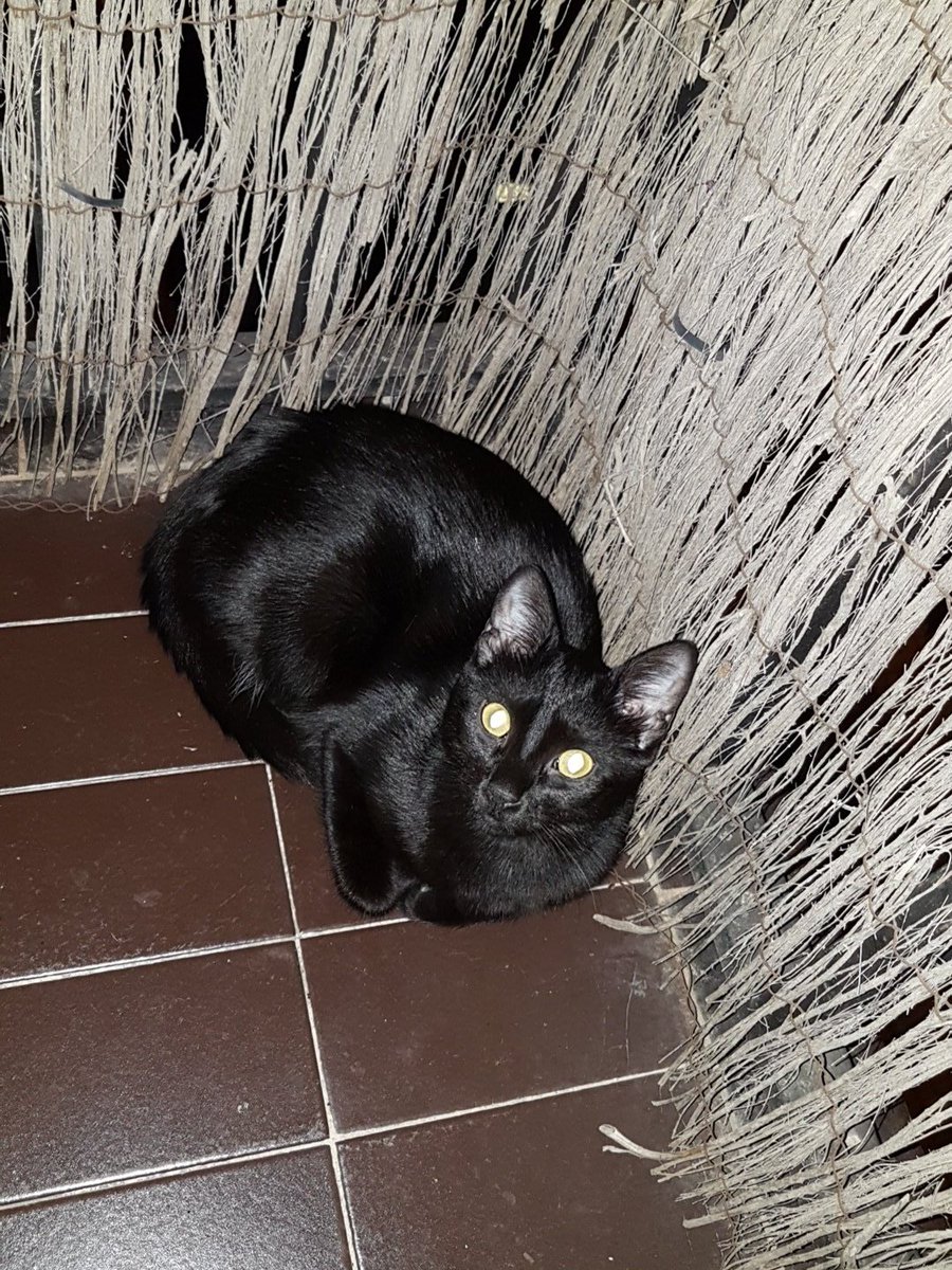 Sheila__2's tweet photo. La gata ninja!! https://t.co/3Gx8EBTUTG