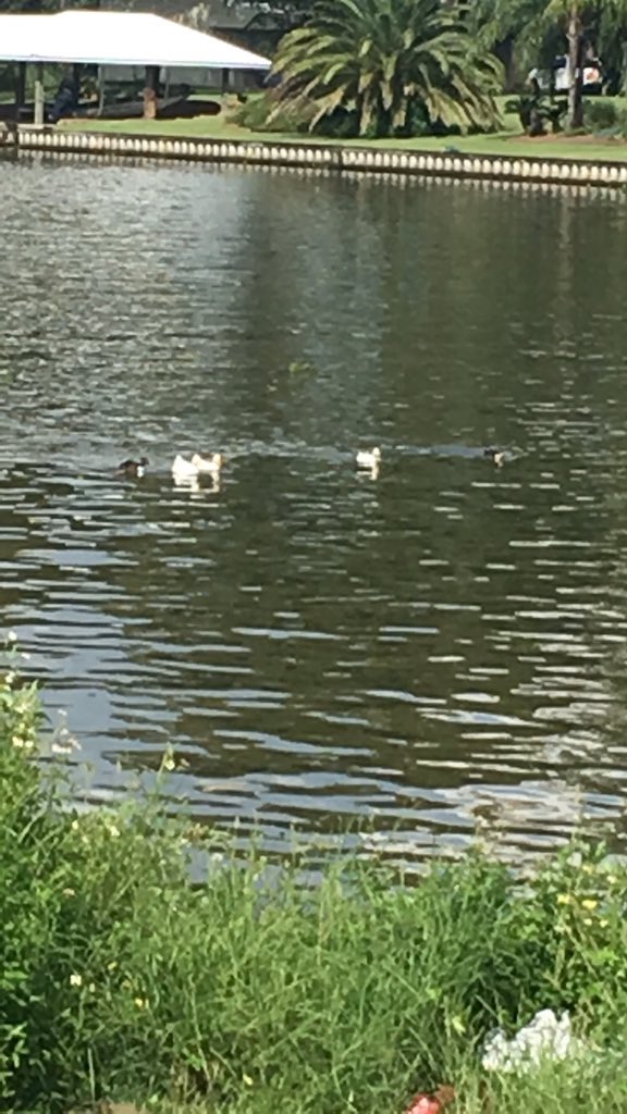 Ghost_livin's tweet photo. Just in case y'all thought I ddnt know Aflac nem!! #TheyFree๐๐ฝ๐ฏ https://t.co/LT6gl3Uqm0