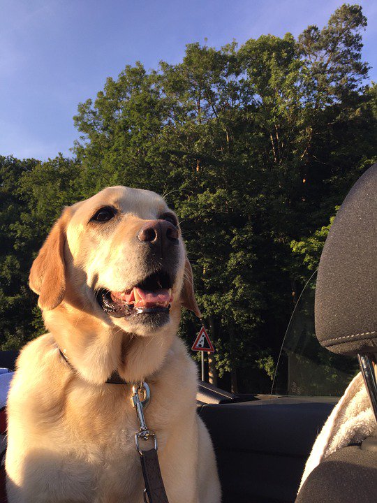 MedfordFD's tweet photo. Check out our Cutest Co-Pilot Photo Contest for the chance to win a gift card to Wawa! https://t.co/KXz6SzNtk7 https://t.co/P4mLJqeiWx