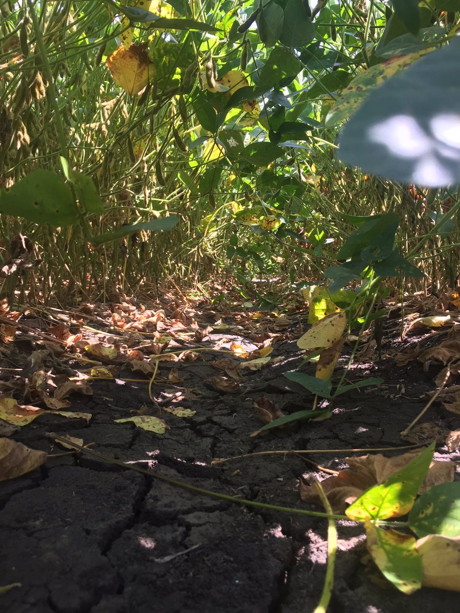Tom Allen (@baldpathologist) on Twitter photo Soybean target spot fungicide efficacy ratings on R3 apps, beans now R5.7. Wet weather + target spot = bad defoliation <a href="/MSSOY/">MS SOYBEAN BOARD</a> #mscrops Soybean target spot fungicide efficacy ratings on R3 apps, beans now R5.7. Wet weather + target spot = bad defoliation <a href="/MSSOY/">MS SOYBEAN BOARD</a> #mscrops