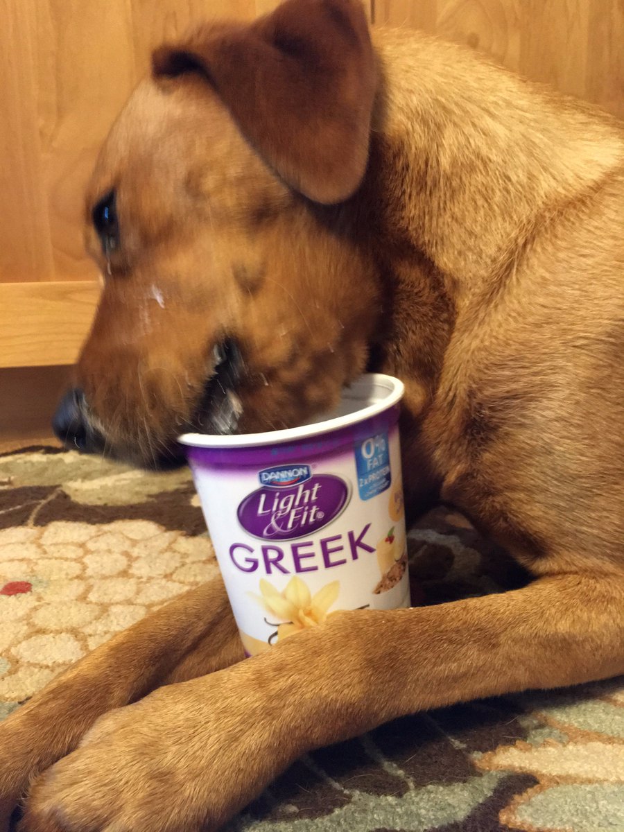 stripedturtles's tweet photo. @Dannon Clifford ruvs his Light &amp; Fit Vanilla Greek Yogurt every morning. Paws up when its time to lick the container clean! Woof, woof.🐾 https://t.co/n68a9VjG1V