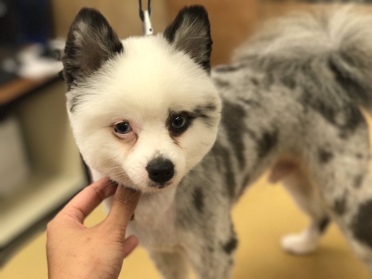 CassieGrooms18's tweet photo. Boomer and snickers enjoyed their first groom @ @PetSmart2164  😁 #pomeranian #inspiredbypets #firstspaday https://t.co/t5dKPQJAPR