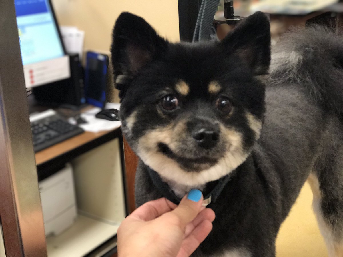CassieGrooms18's tweet photo. Boomer and snickers enjoyed their first groom @ @PetSmart2164  😁 #pomeranian #inspiredbypets #firstspaday https://t.co/t5dKPQJAPR