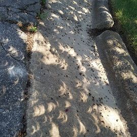 BlazeContent's tweet photo. We were in 92% eclipse shade today. https://t.co/6YEiaioCHn