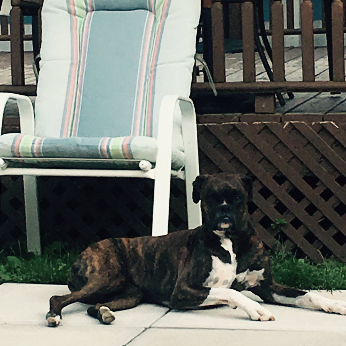Just chillin in the shade #boxerdogs <a href="/BoxerFanClub/">Boxer Fan Club</a> <a href="/BoxerBond/">Boxer Fan Page</a>
