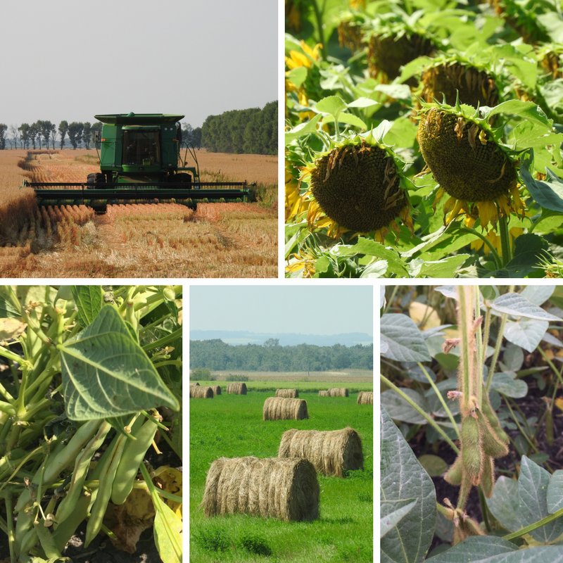 MBGovAg's tweet photo. Spring cereal harvest continues &amp; canola is starting to be harvested in the central region. Read the #MBCropReport https://t.co/XmKV7sTJ1a https://t.co/mvvxadp8bY