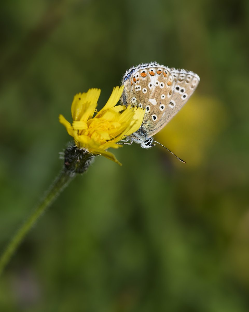 Adonis Blue <a href="/HantsIoWBC/">HantsIoW BC</a> <a href="/HantsIWWildlife/">Hampshire & Isle of Wight Wildlife Trust</a> <a href="/savebutterflies/">Butterfly Conservation 🦋</a> <a href="/NatureUK/">NatureUK</a> <a href="/Britnatureguide/">The British Nature Guide</a> <a href="/Saving_Nature/">Let's Save Nature</a> <a href="/SWildli/">#SaveBritishWildlife</a> <a href="/iNatureUK/">iNatureUK</a> <a href="/UK_Nature/">UK Nature</a>