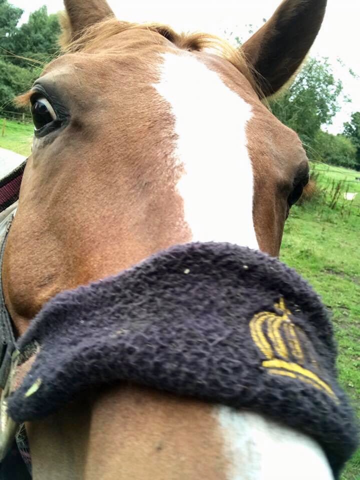 CSaddington01's tweet photo. I'ts only me!!!! I see you has sweeties... I also likes sweeties! #remyparastar #sharingiscaring #greedychops #funnypony #favouriteginger https://t.co/hBOD9e28we