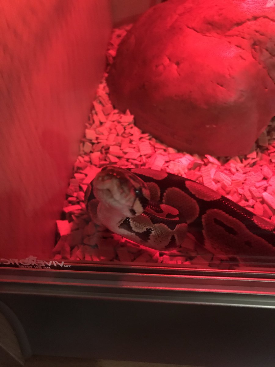 JaySwingler's tweet image. I have decided on a name for my Snake, his name is

"Cheap flights to spain for as low as £47"