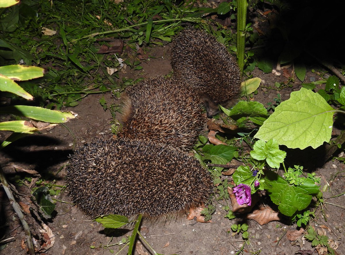 marianrutgers's tweet photo. Bosje stekels bij elkaar #lawaai #knorren #snuiven @waarneming https://t.co/4TUnxy1zaT