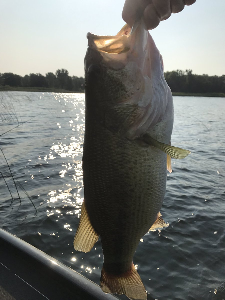 brittsbaits's tweet photo. First hog of the day! #wellersbay #largemouthbass #fishingontario https://t.co/HaJAT00xAI