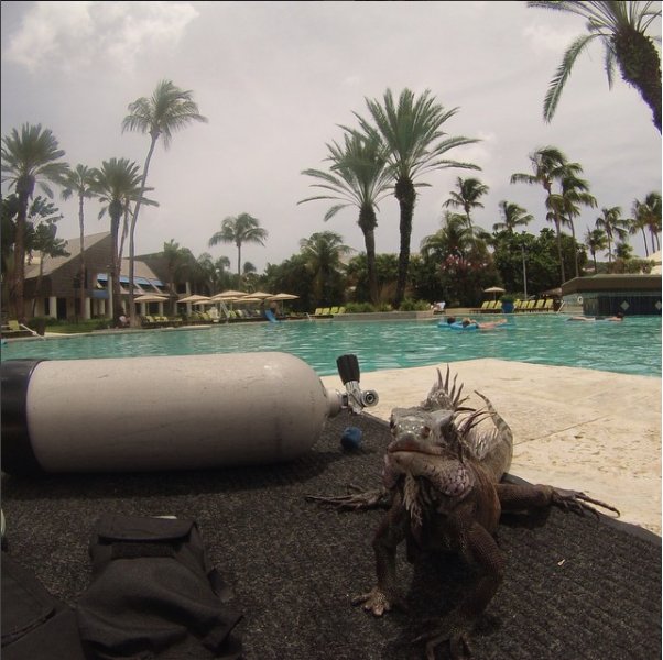 CBWS_VI's tweet image. Our dive center has some of the best instructors on four legs! Book your #dive today goo.gl/zz1arp #scuba