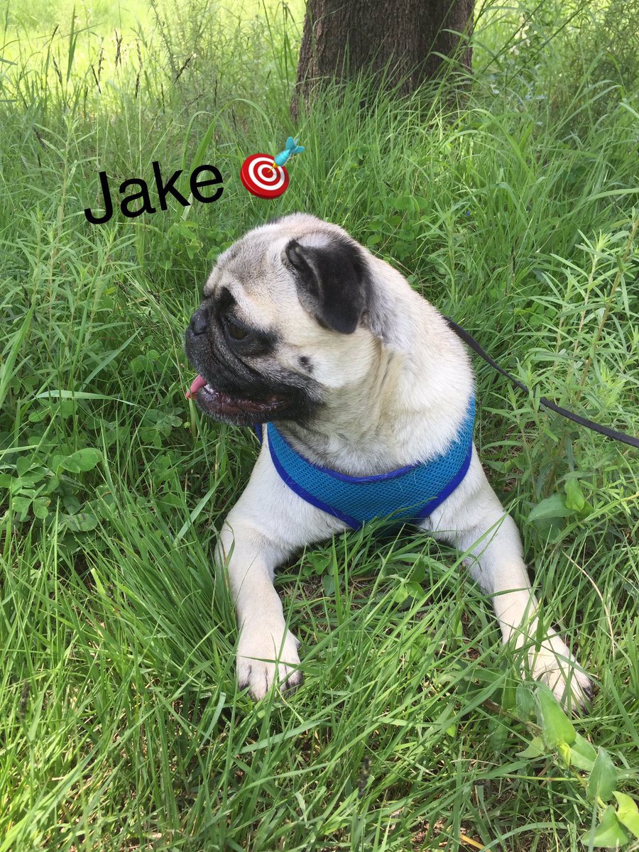 2901rose's tweet photo. Creo que mi #jake es el รบnico #pug delgado del mundo ๐คฃ#pugslife #pugsnotdrugs #pugsofinstagram #pugtopia #puglove https://t.co/Ha5XUslsAR