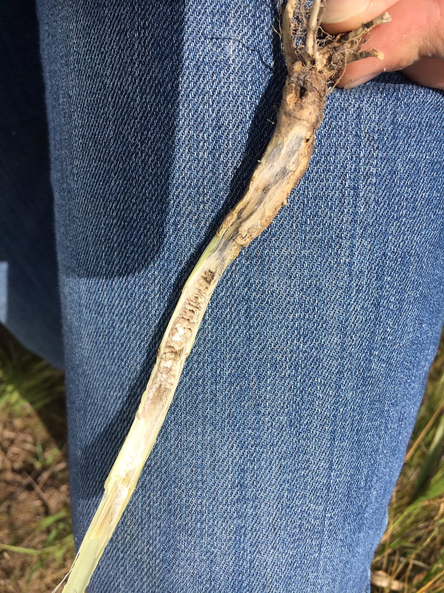 Guess what I found while checking canola for swath timing... #blackleg #canola