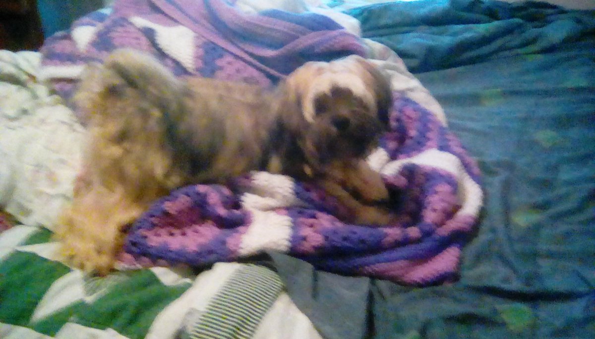 ColbyTheCute's tweet photo. Oh hey mom. Thanks for the new bed! https://t.co/AuR9JZ7oXR