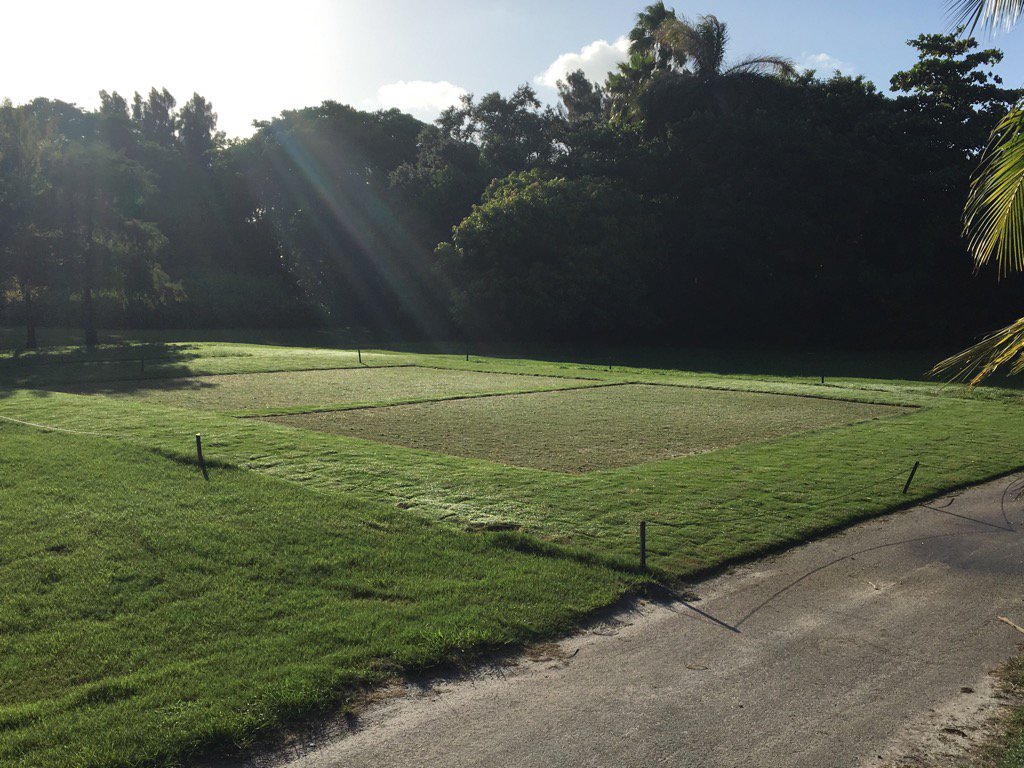 Turf wars......1/2 mini verde, 1/2 tifeagle. 14 days old.