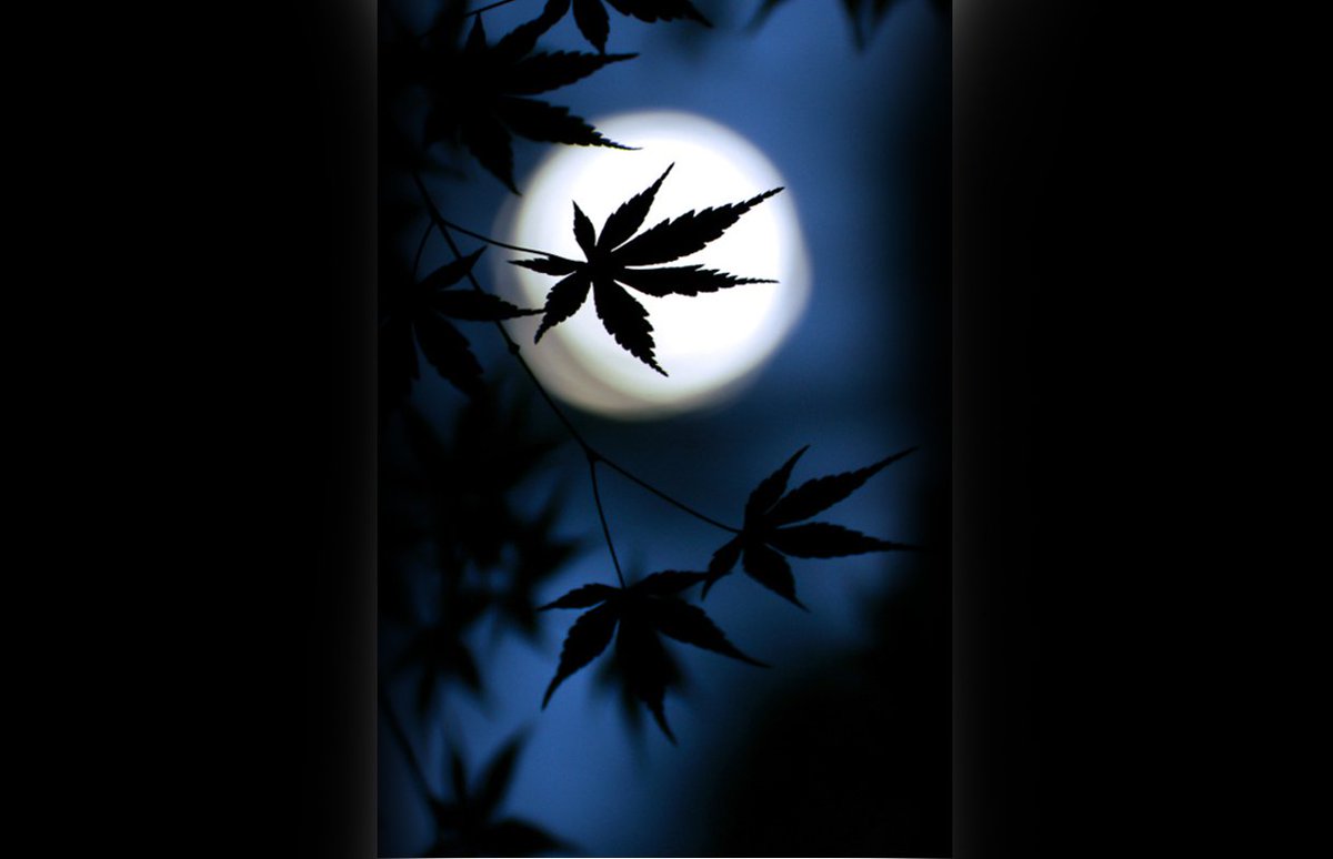 <a href="/hififarms/">HiFi Farms</a>