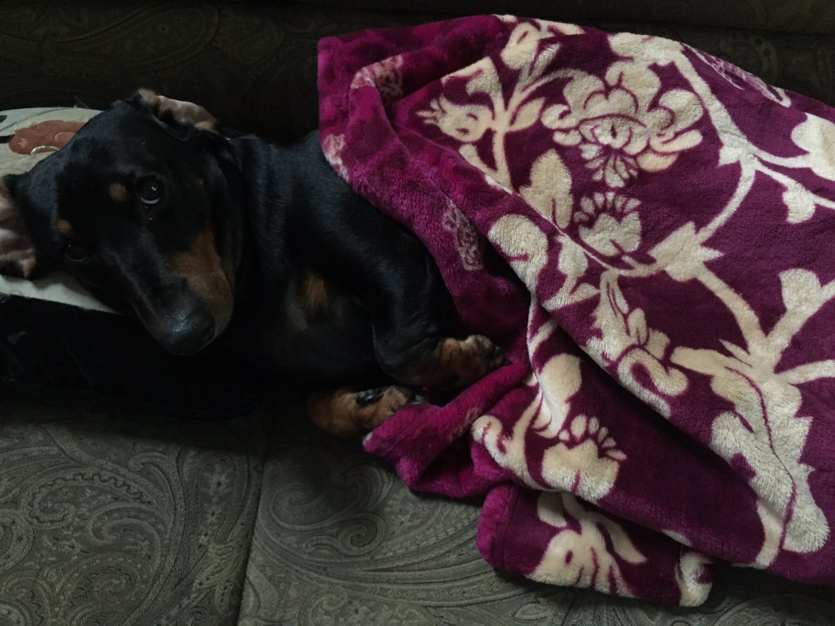 andreorandain's tweet photo. "Cuddle weather" https://t.co/zNFr8X8JuF